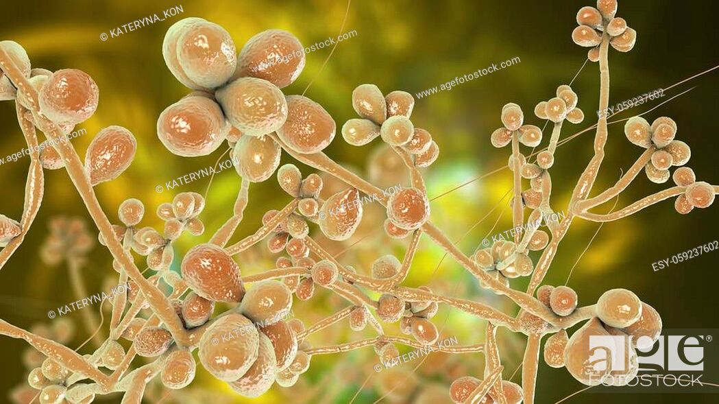 Stock Photo: Fungus Sporothrix schenckii, the causative agent of sporotrichosis, especially common in florists and gardeners. 3D illustration showing fungal hyphae and.