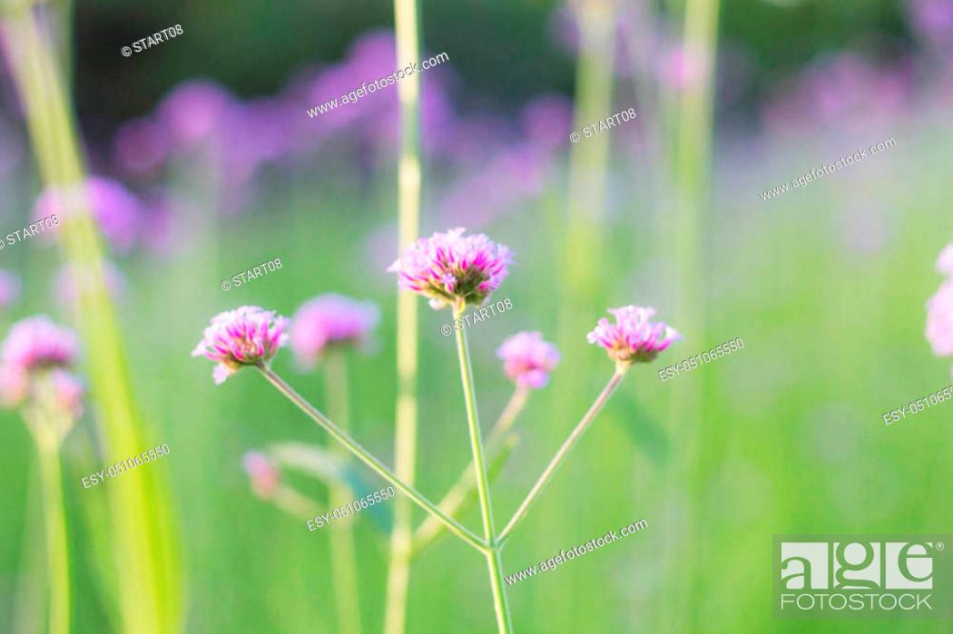 Stock Photo: Purple flowers against a natural green background.
