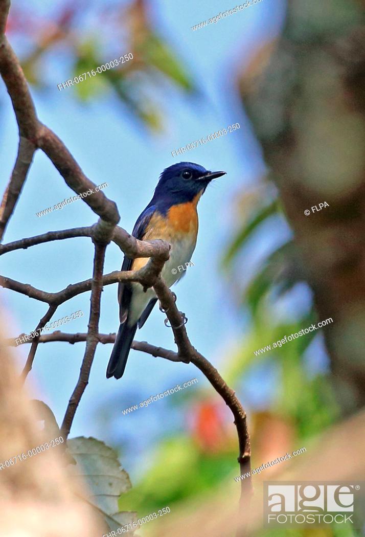 Stock Photo: Blue-throated Flycatcher (Cyornis rubeculoides klossi) adult male, perched on twig, Dakdam Highland, Cambodia, January.