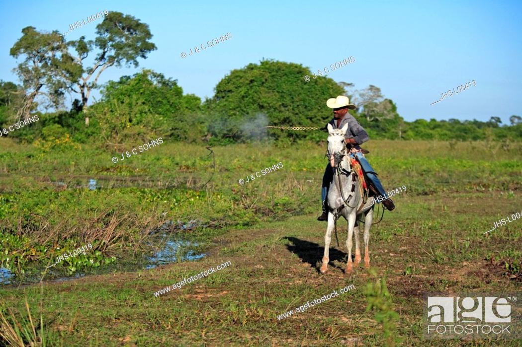 Stock Photo: Pantanal Cowboy, Pantaneiro, Horse, Pantaneiro Horse, Pantanal, Brazil, riding, driving, lash on, horsewhip.