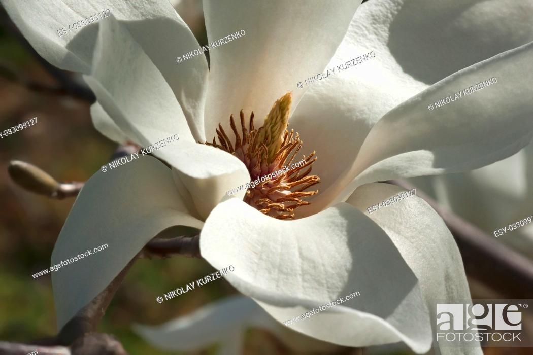 Stock Photo: Yulan magnolia (Magnolia denudata). Called Lilytree also. Another scientific name is Yulania denudata.