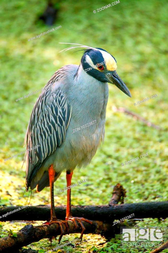 Stock Photo: Yellow-crowned night-heron (Nyctanassa violacea) in a swamp.