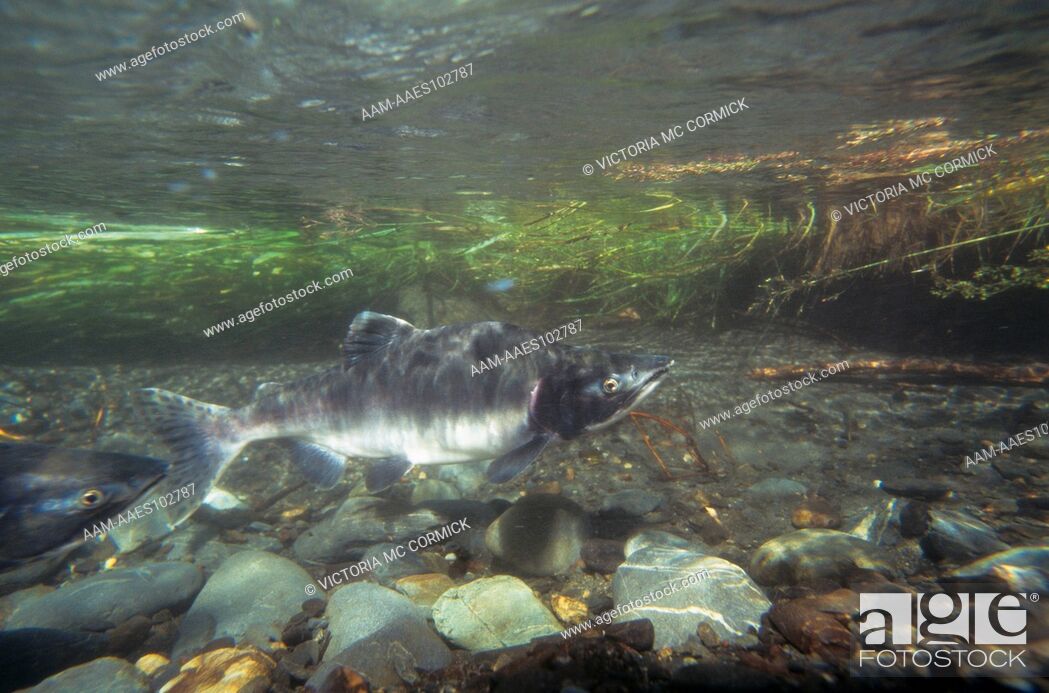 Stock Photo: Pink Salmon (Oncorhynchus gorbuscha) Male in Spawning Ground, AK.