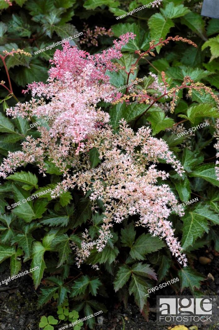 hår stole prinsesse ASTILBE 'BRONZE ELEGANS', Stock Photo, Picture And Rights Managed Image.  Pic. GWG-SCH1006 | agefotostock