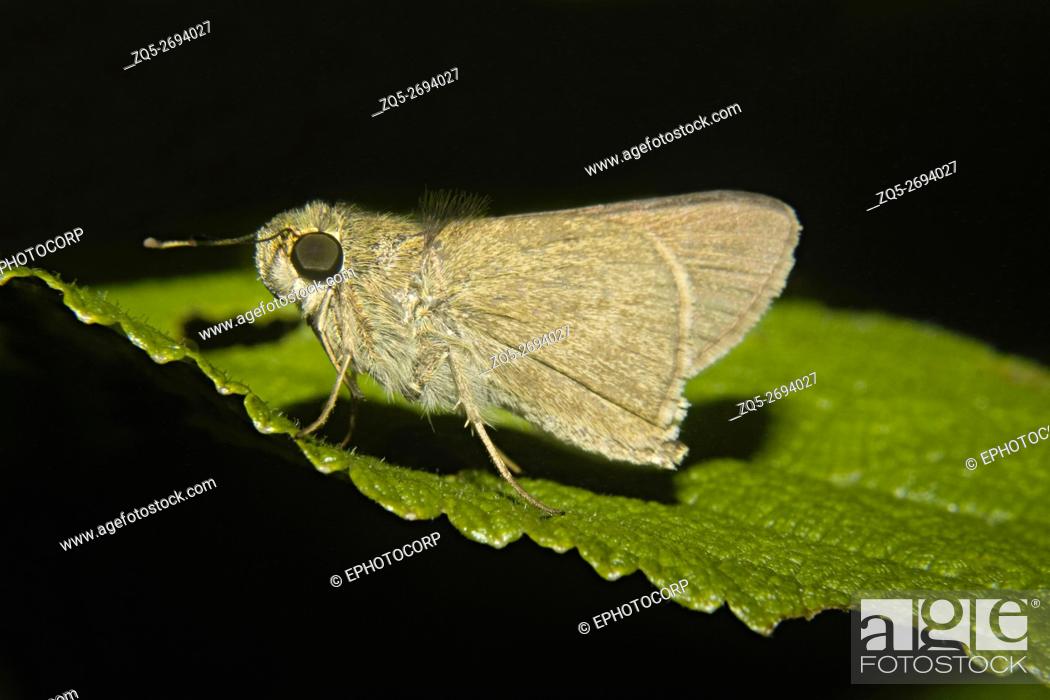 Stock Photo: Skipper Butterfly photographed at Amboli.