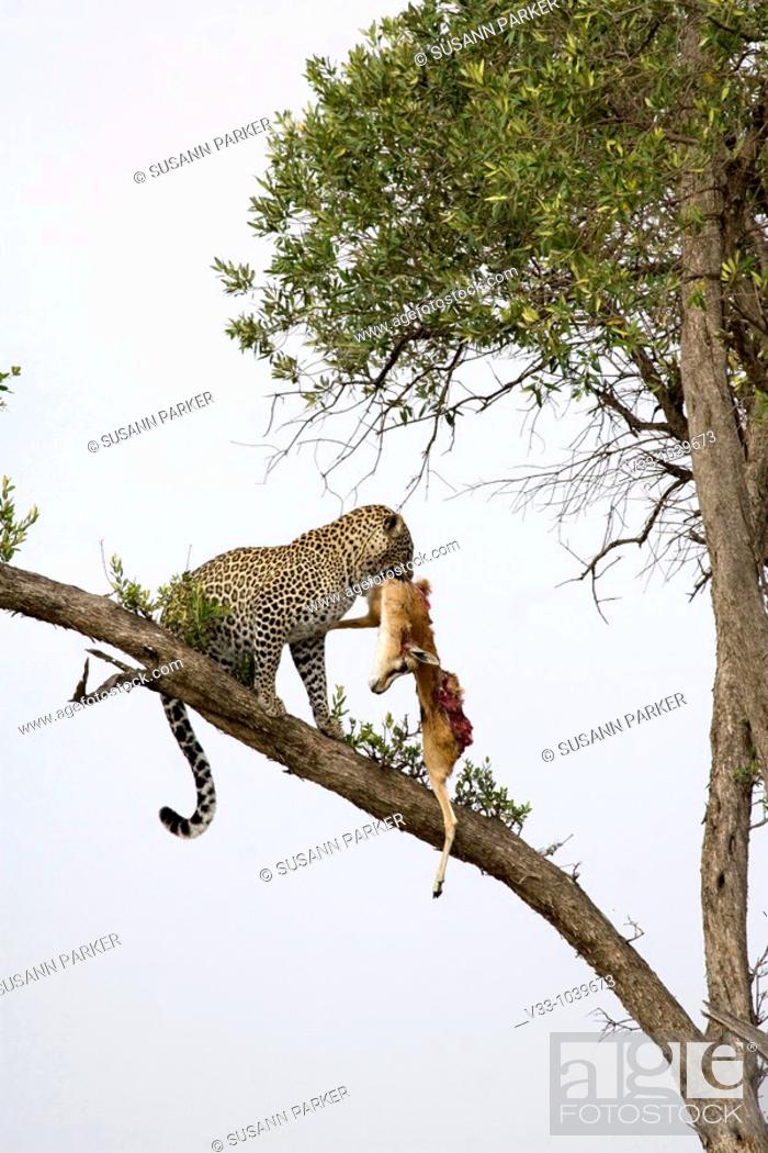 Stock Photo: Young male adult leopard takes his kill out of the tree in the Masai Mara.