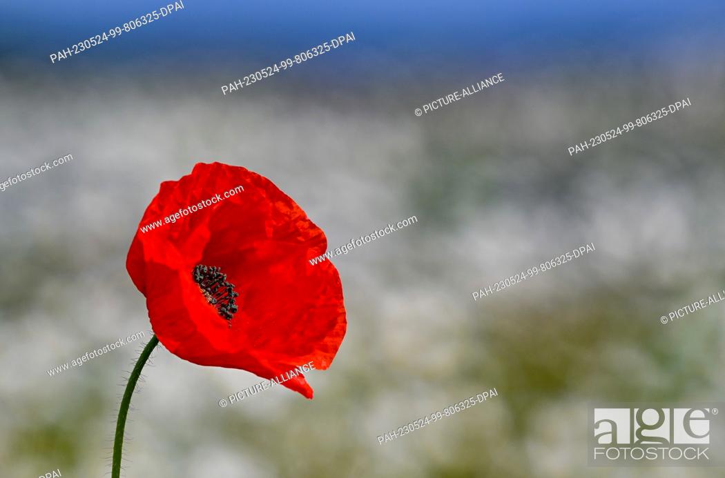 Stock Photo: 24 May 2023, Brandenburg, Sieversdorf: A bright red blossom of the corn poppy blooms on a roadside in the Oder-Spree district.