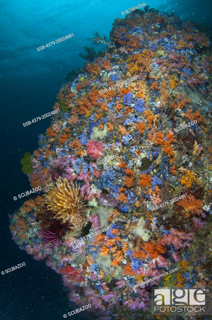 Stock Photo: A colourful reef wall slope, with soft corals, sponges, tunicates, and feather stars, with the surface above, Taliabu Island, Sula Islands, Indonesia.