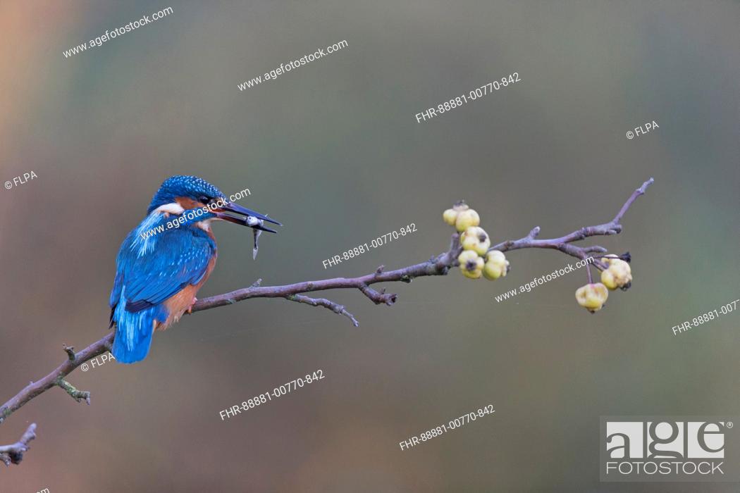 Stock Photo: Common Kingfisher (Alcedo atthis) adult male, perched on crab apple branch, with Three-spined Stickleback (Gasterosteus aculeatus) prey in beak, Suffolk.