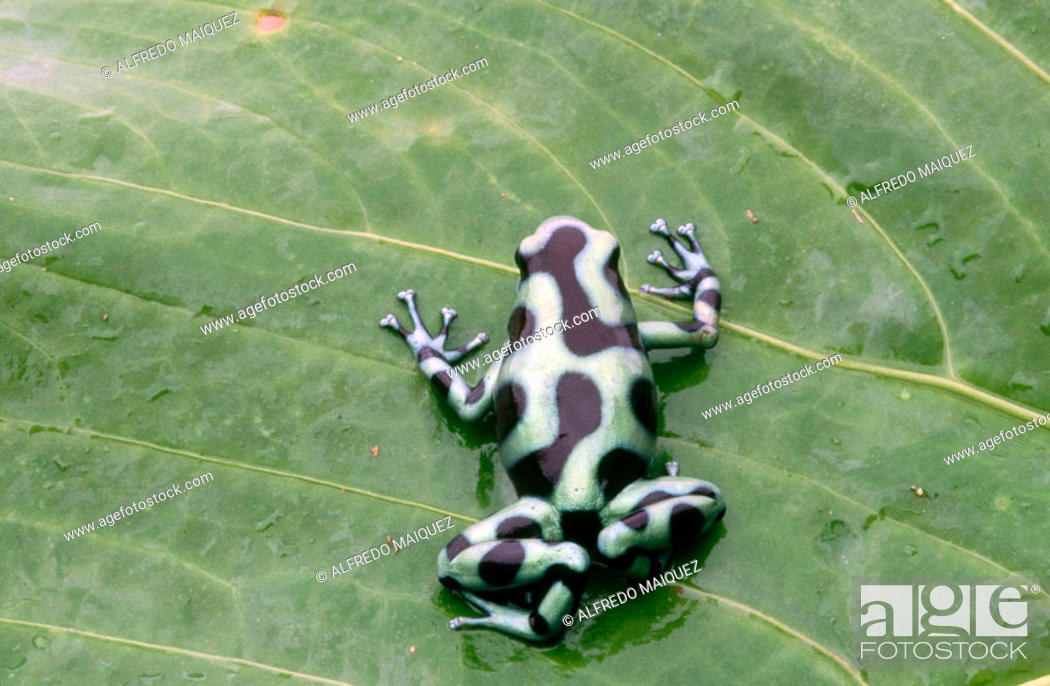 Green and Black Poison Frog (Dendrobates auratus). El Copé National Park,  Panama, Stock Photo, Picture And Rights Managed Image. Pic. M31-346801 |  agefotostock
