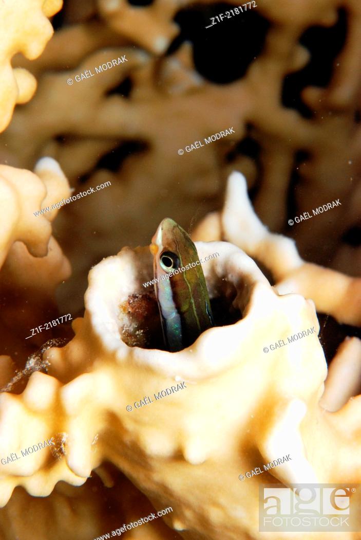 Stock Photo: Mimic blenny hidden in a fire coral branch, Fury shoal's reef, red sea, Egypt. Plagiotremus tapeinosoma.