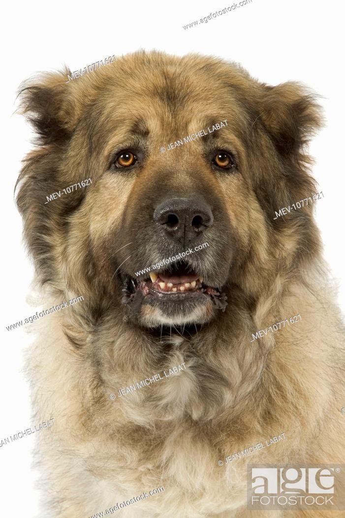 Berger Du Caucase Also Known As Caucasian Shepherd Dog Mountain Dog Stock Photo Picture And Rights Managed Image Pic Mev 10771621 Agefotostock