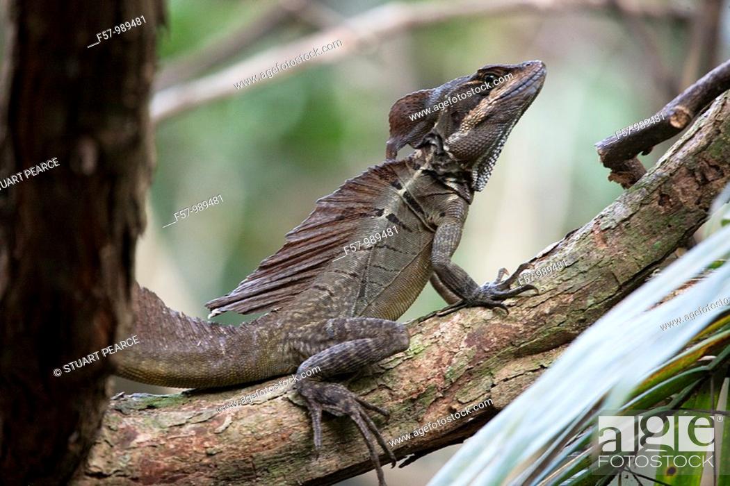 Stock Photo: Jesus Christ Lizard in Manuel Antonio National Park, Puntarenas, Costa Rica.