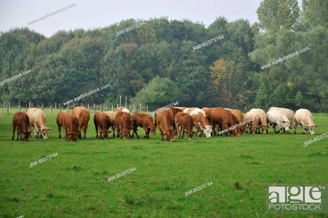 Stock Photo: domestic cattle (Bos primigenius f. taurus), Charolais cattles and Limousin cattles grazing together on a pasture, Nordrhein Westfalen, Ruhr Area, Herne.