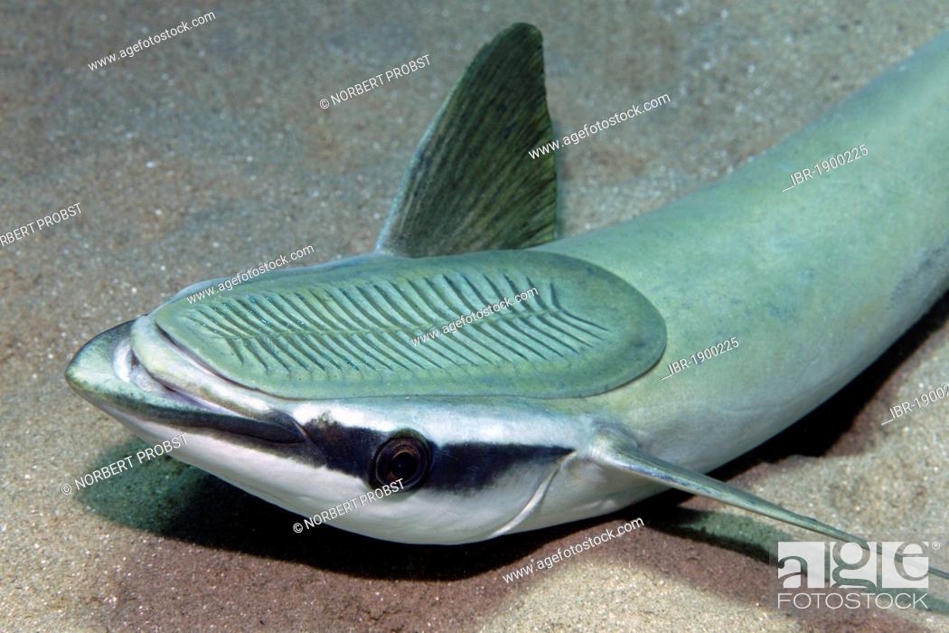 Stock Photo: Slender Suckerfish, Sharksucker (Echeneis naucrates) lying on sand bottom, sucker on top, portrait, Makadi Bay, Hurghada, Egypt, Red Sea, Africa.
