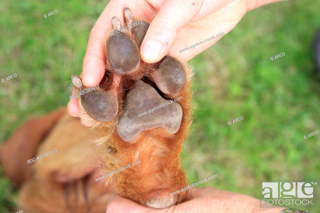 Stock Photo: Hungarian Wire-haired Pointing Dog / Magyar Vizsla, controlling underside of paw.