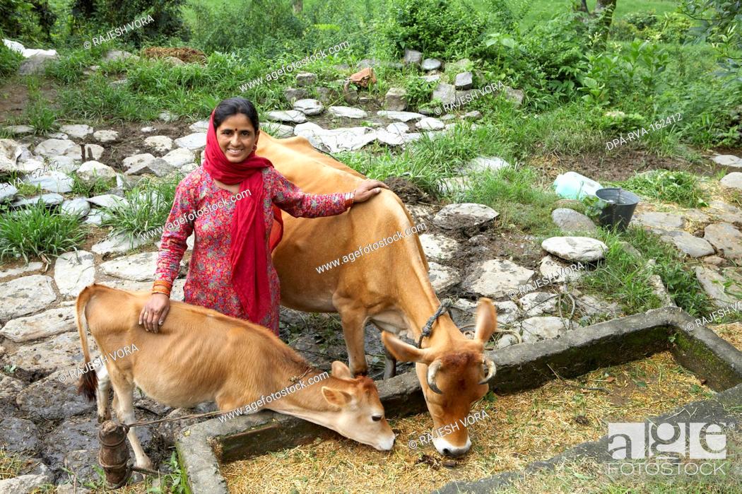 Rural lady with cow and calf animal husbandry economic initiative started  by NGO Chinmaya..., Stock Photo, Picture And Rights Managed Image. Pic.  DPA-RVA-162412 | agefotostock