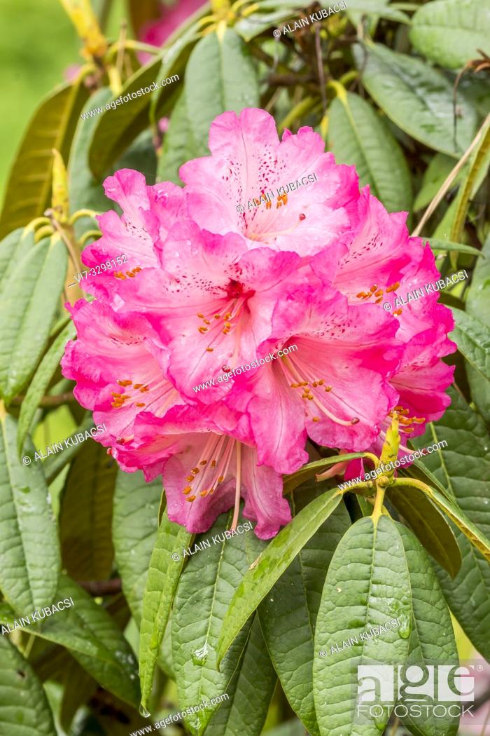 Stock Photo: Rhododendron arboreum 'Blood Red'.