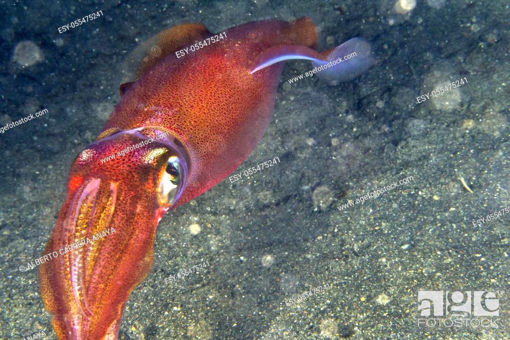 Stock Photo: Reef Squid, Lembeh, North Sulawesi, Indonesia, Asia.