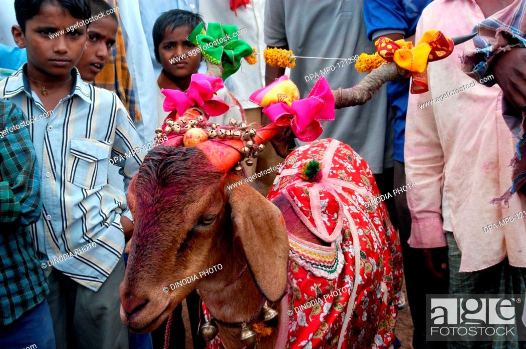 A decorated sacrificing goat at traditional Hindu Goddess Laxmi yatra  festival comes after every..., Stock Photo, Picture And Rights Managed  Image. Pic. DPA-MPD-121299 | agefotostock