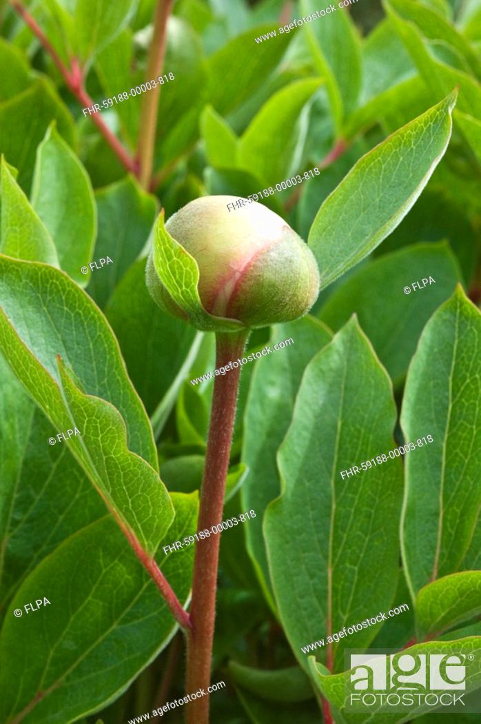 Stock Photo: Western Peony Paeonia broteroi close-up of flowerbud, in garden, may.