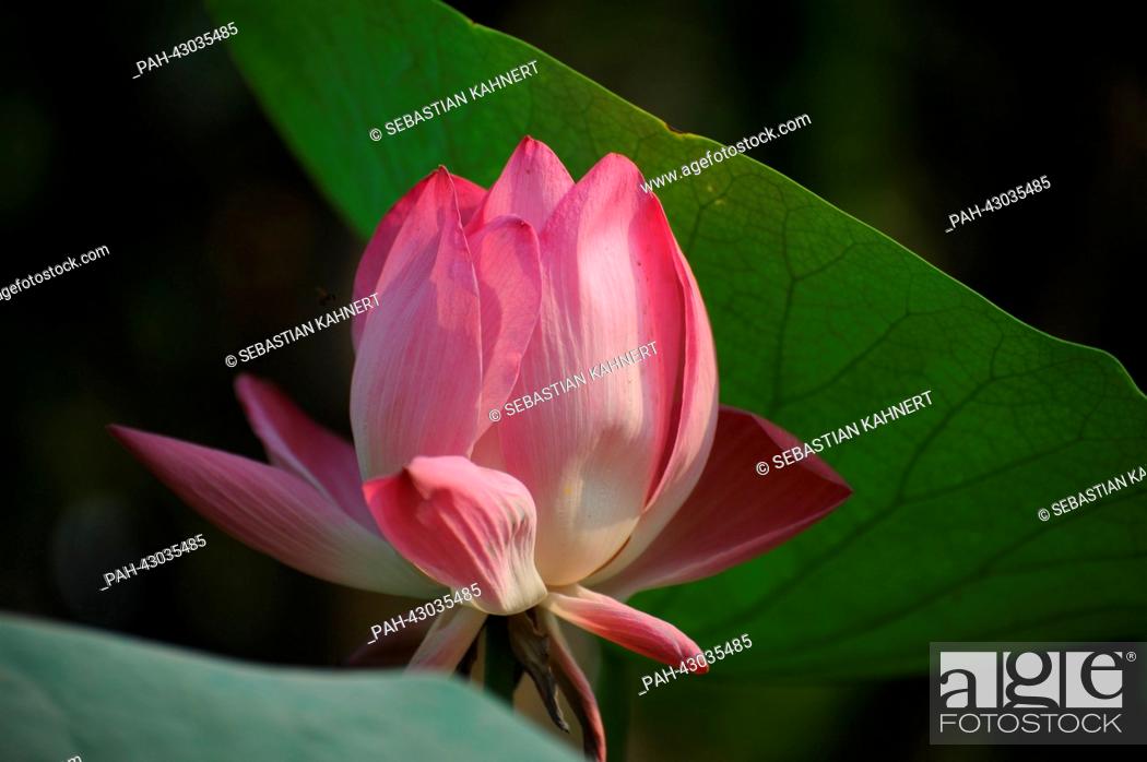 Stock Photo: A lotus flower grows in Bagan, Myanmar, on 31 March 2013. Photo: Sebastian Kahnert | usage worldwide. - Bagan/Birma.
