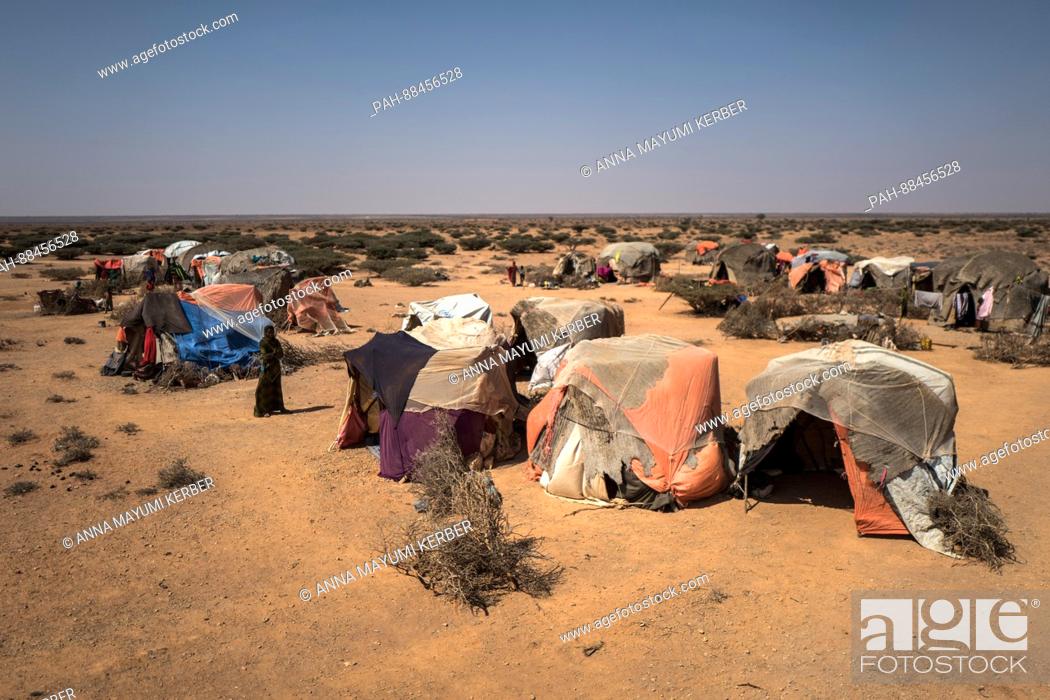 Stock Photo: A view over a camp of nomadic cattle herders in Uusgure, Somalia 22 Febuary 2017. Due to the ongoing drought, nomadic herdsmen have settled on the outskirts of.
