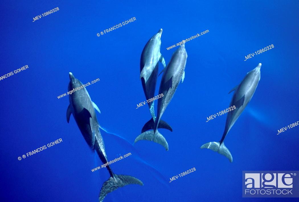 Stock Photo: Atlantic spotted dolphin (Stenella frontalis). Photographed on the Grand Bahamas Bank.