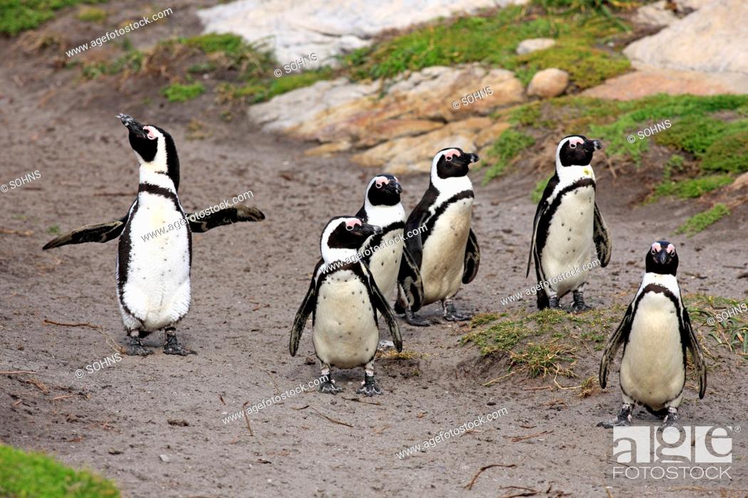 Stock Photo: African Penguins, Black-footed Penguin or Jackass Penguin (Spheniscus demersus), group on the beach, Betty's Bay, South Africa, Africa.