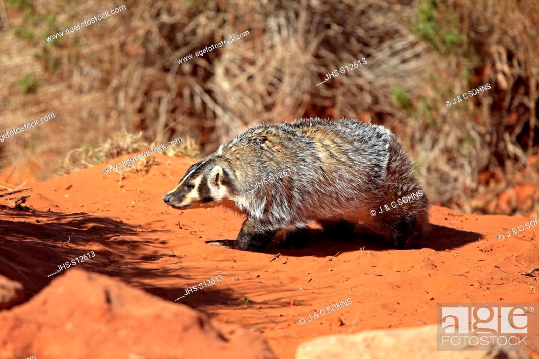 Badger, Taxidea taxus, Monument Valley, Utah, USA, adult searching for  food, Stock Photo, Picture And Rights Managed Image. Pic. JHS-S12613 |  agefotostock