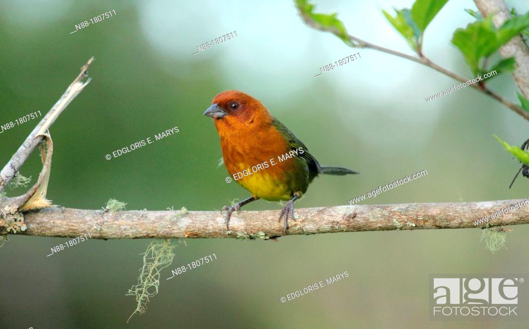 Stock Photo: Ochre-breasted Brush Finch, Altos de Pipe, Miranda, Venezuela.