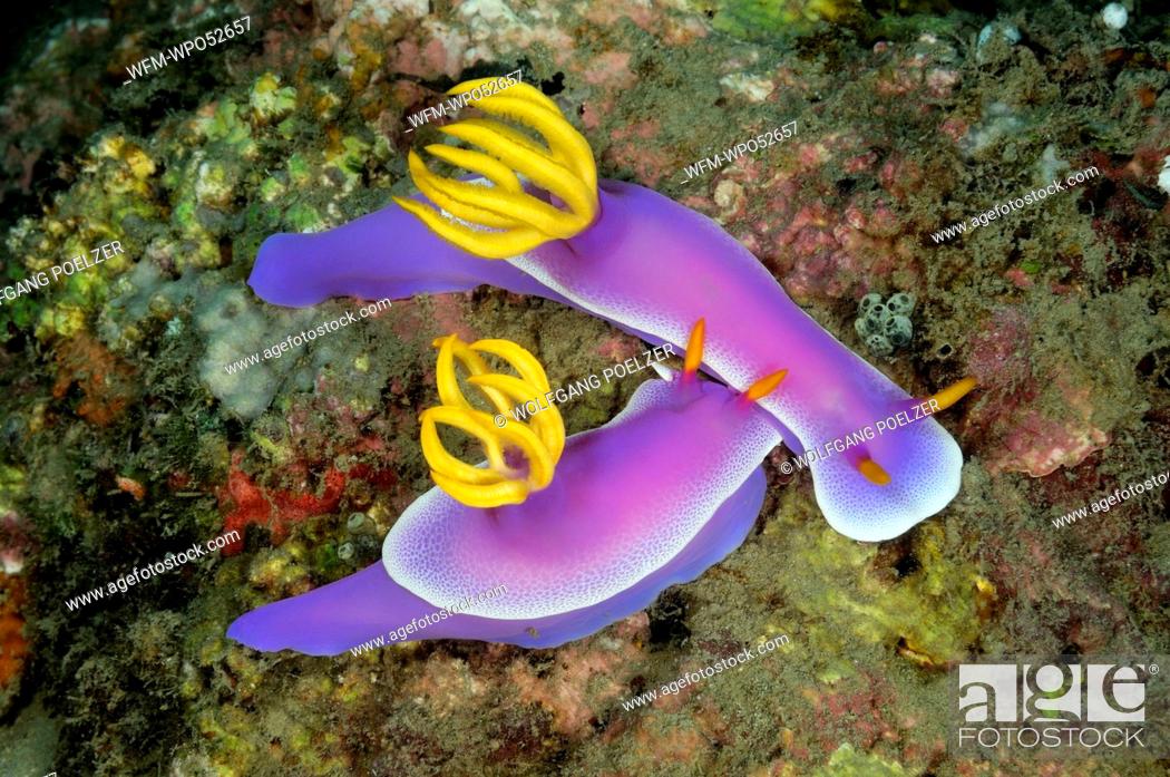 Stock Photo: Purple Chromodoris Nudibranchs, Hypselodoris bullockii, Pemuteran, Bali, Indonesia.