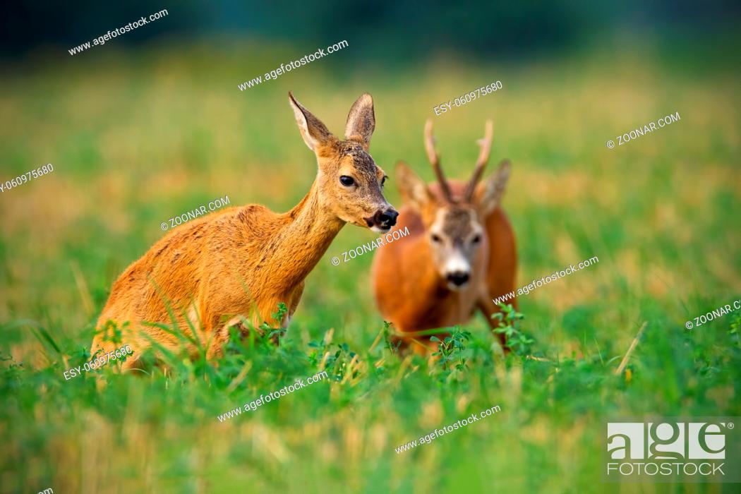 Stock Photo: Couple of roe deer, capreolus capreolus, buck and doe standing on a stubble field with green clover in summer nature. Roebuck watching on female mammal in.