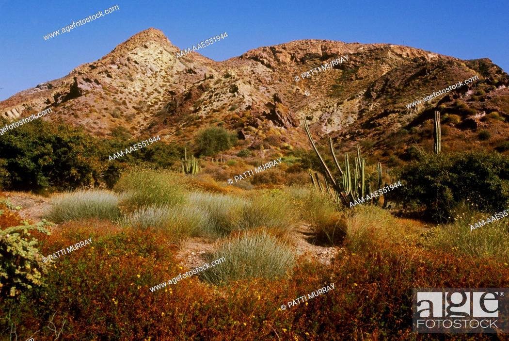 Stock Photo: Sonoran Desert, Isla San Marcos, Gulf of CA, Mexico: Old Man Cactus (Lophocereus schottii).