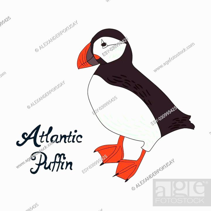 Bird atlantic puffin cartoon doodle hand drawn vector illustration, Stock  Vector, Vector And Low Budget Royalty Free Image. Pic. ESY-030995425 |  agefotostock