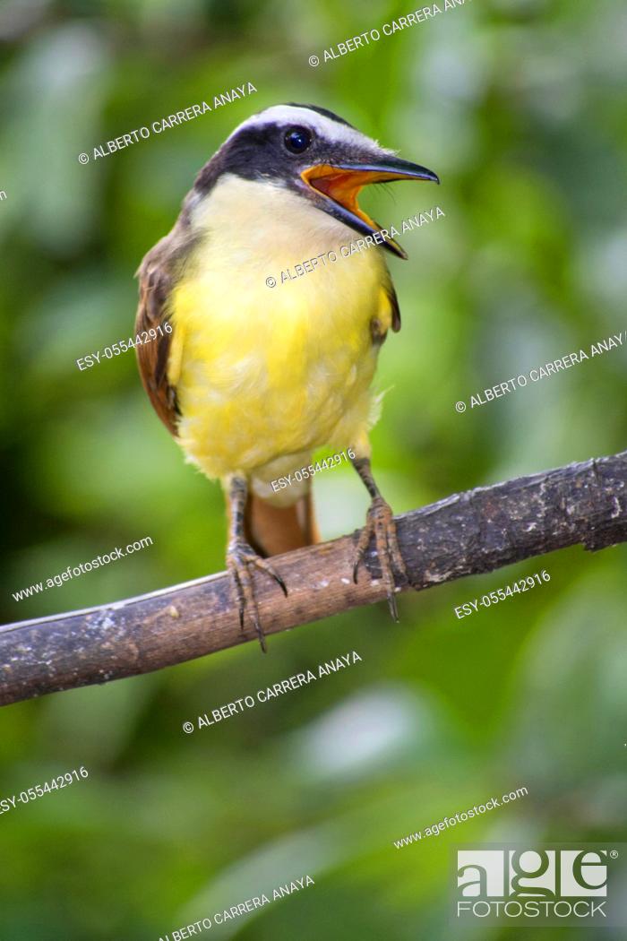 Stock Photo: Great Kiskadee, Pintagus sulphuratus, Tropical Rainforest, Costa Rica, Central America, America.