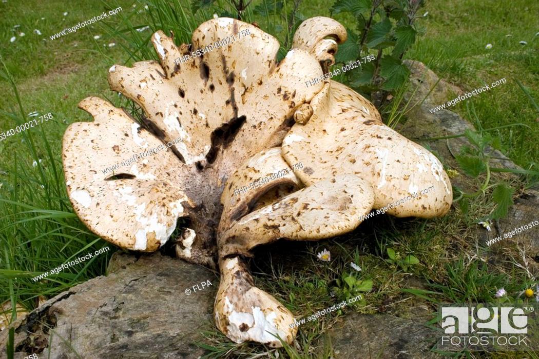 Stock Photo: Dryad's Saddle Polyporus squamosus fruiting bodies growing on tree stump, Galloway, Dumfries and Galloway, Scotland, spring.