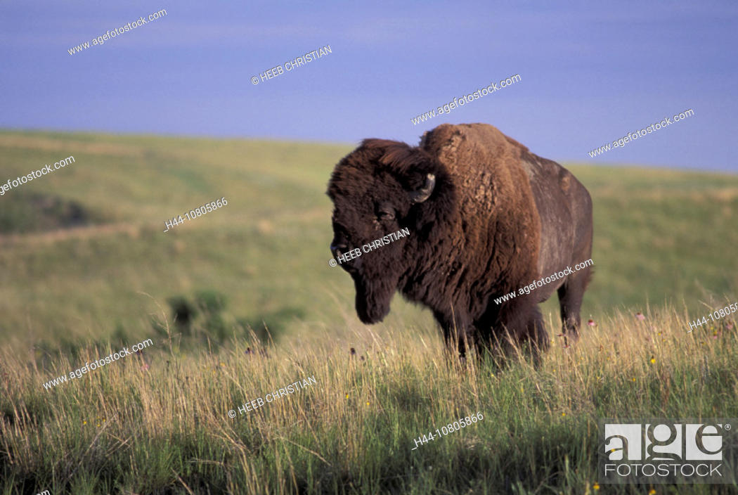 American Bison, Badlands, national park, South Dakota, USA, America, United  States, prairie, animal, Stock Photo, Picture And Rights Managed Image.  Pic. H44-10805866 | agefotostock