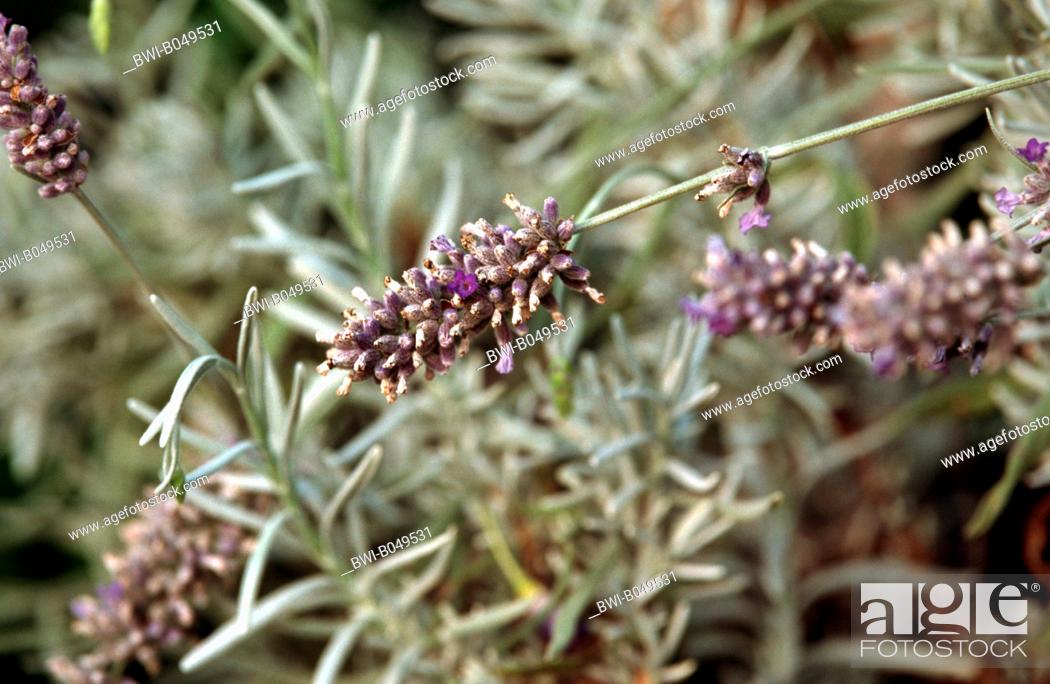 Spike Lavender Lavandula Latifolia Lavandula Spica With Flowers And Fruits Stock Photo Picture And Rights Managed Image Pic Bwi B049531 Agefotostock