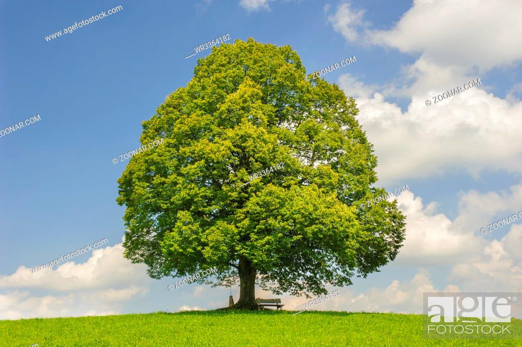 Stock Photo: single big linden tree in field with perfect treetop.