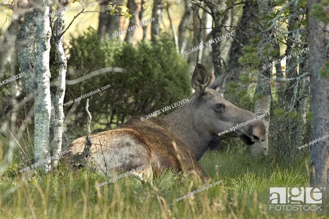 Elk Alces alces - Fulufjället National Park, Mörkret, Dalarna, Svealand,  Sweden, Scandinavia, Europe, Stock Photo, Picture And Rights Managed Image.  Pic. PNA-KINA80715 | agefotostock