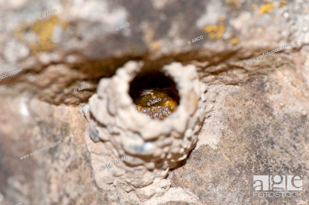 Stock Photo: Wall bee, mason bee, Perchtolsdorfer Heide, Vienna, Austria / (Megachile parietina).