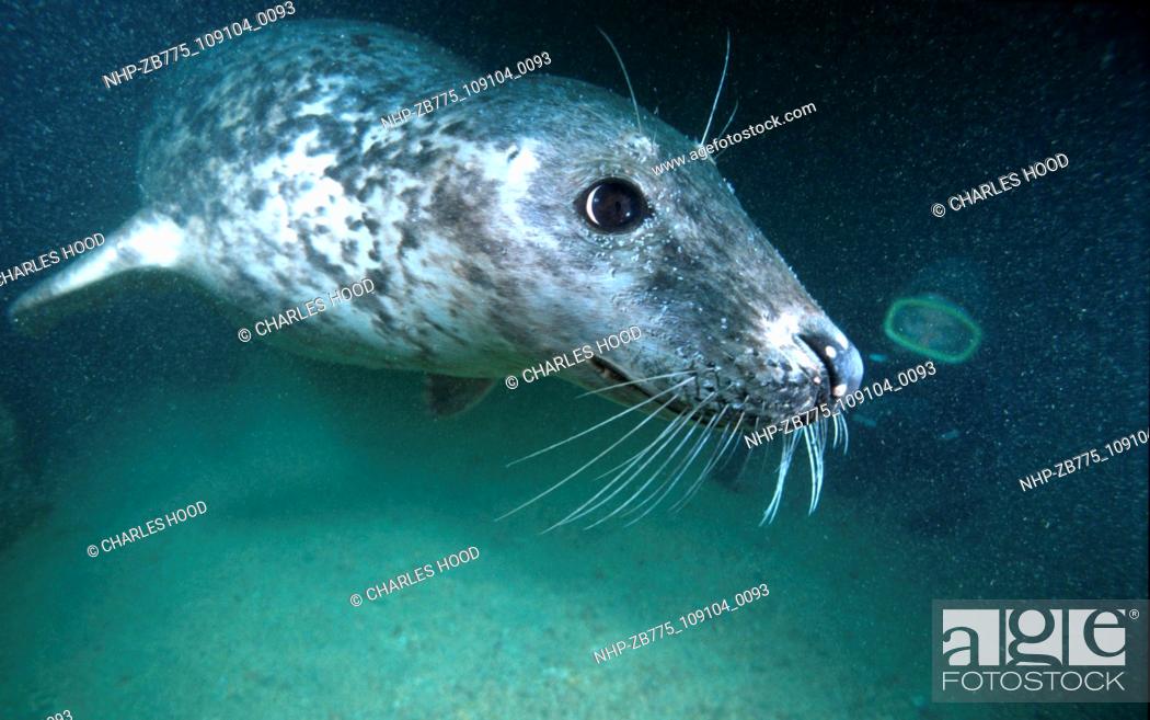 Stock Photo: Grey seal  Date: 16/1/01  Ref: ZB775-109104-0093  COMPULSORY CREDIT: Oceans Image/Photoshot.