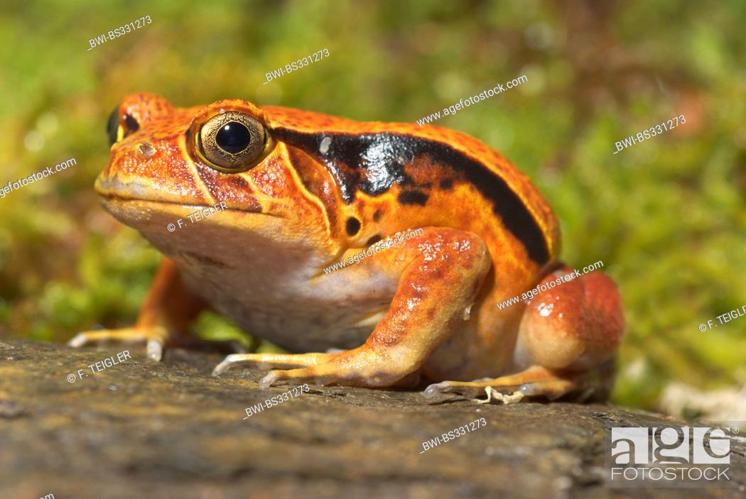 Stock Photo: Southern Tomato Frog (Dyscophus guineti), sitting on rock.