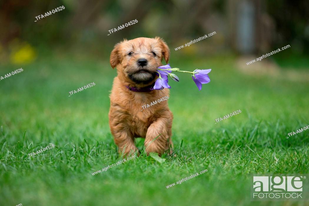 Irish Soft Coated Wheaten Terrier Puppy Stock Photo Picture And Rights Managed Image Pic Tfa Am 04526 Agefotostock
