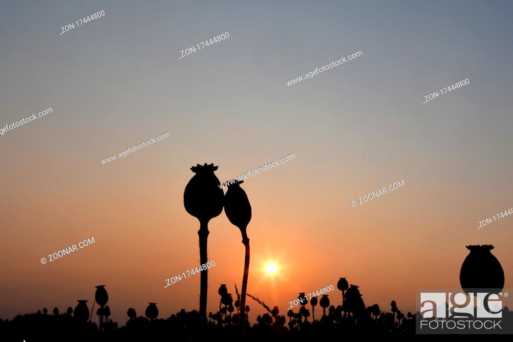 Stock Photo: Backlit, Couple, Sand, Love, Friendship, Together, Romantic, Capsule, Flower, Plant, Field, Sunset, Fruit, Wild, Date, Dating, Sun, Lover, Romance, Seed, Pod, Cultivation, Blossom, Flora, Herbaceous, Sunbeam, Poppy, Papaver, Cultivated, Spec