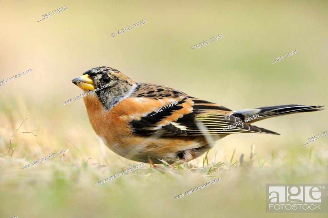 Stock Photo: Brambling foraging on the ground.