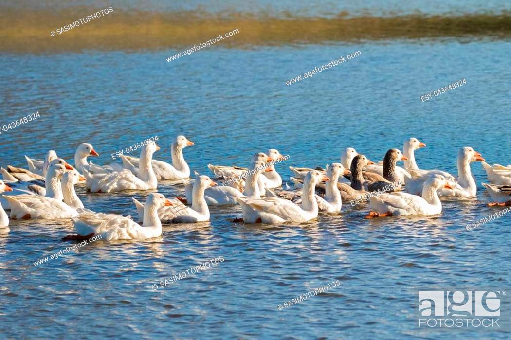 Stock Photo: A flock of white Domestic Geese swimming in lake in afternoon, Tasmania, Australia. Domesticated grey goose are poultry used for meat, eggs.