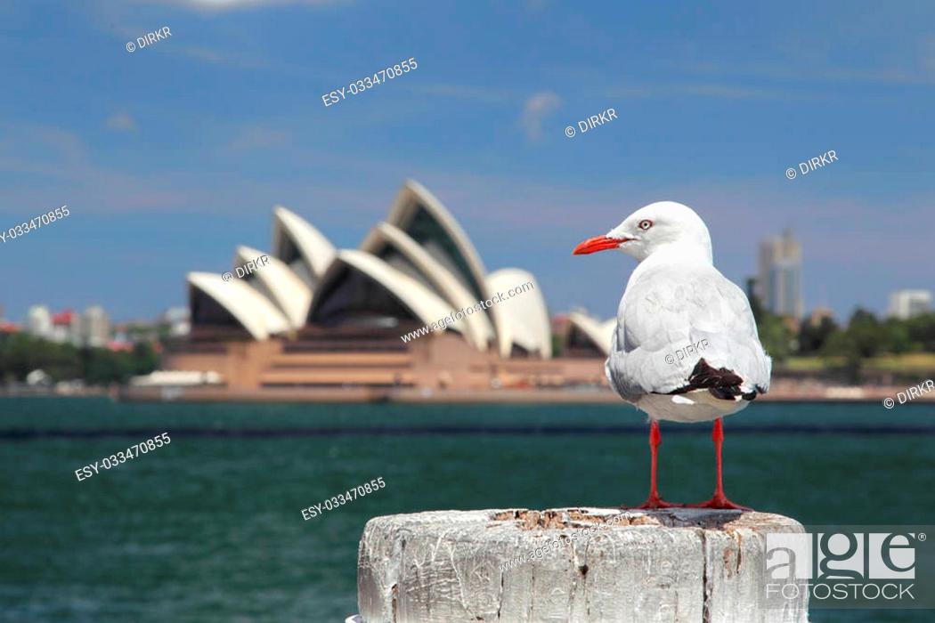 Stock Photo: Silver Gull (Chroicocephalus novaehollandiae) in the harbour of Sydney, Australia, with the Sydney Opera House in the background.