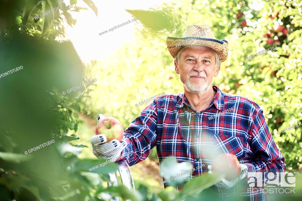 Stock Photo: Fruit grower harvesting apples in orchard.